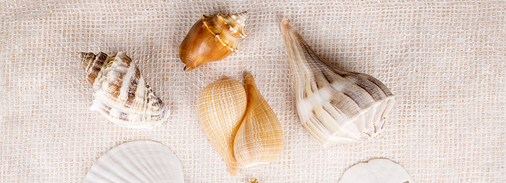 What shells can you find on Sanibel